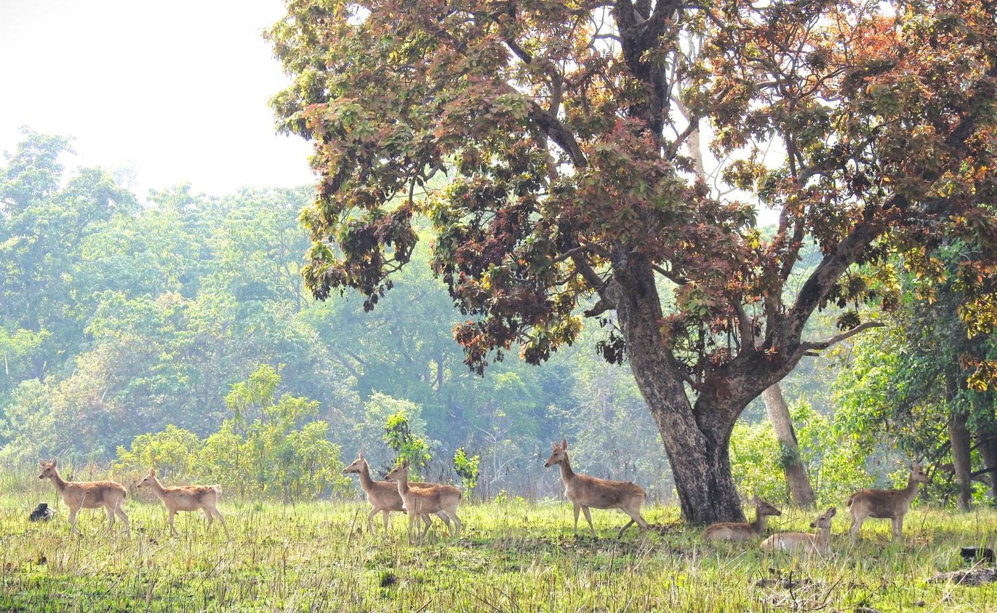 Babai Resort Pvt Ltd Bardiya المظهر الخارجي الصورة